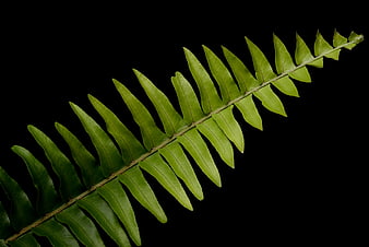 Green fern frond isolated on black background