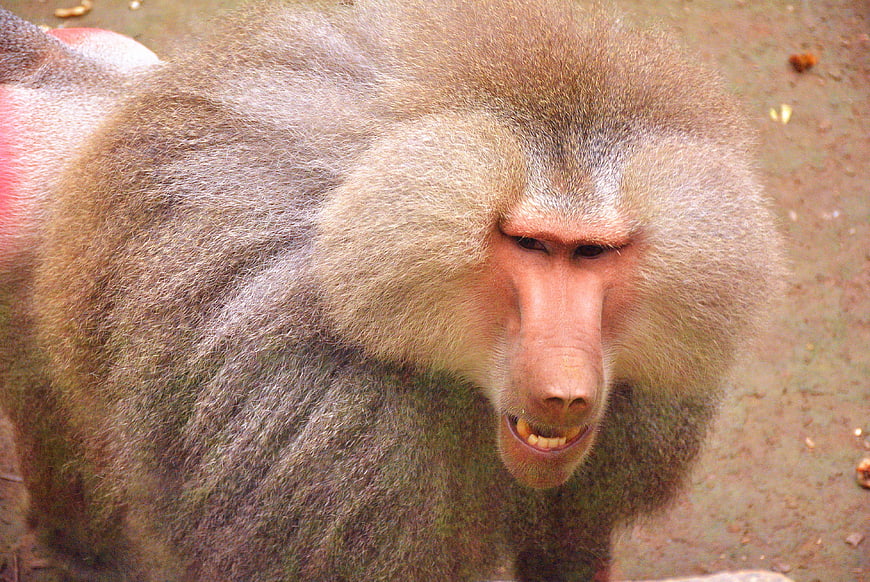 Close-up portrait of a male baboon with intense expression