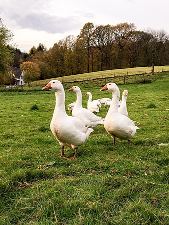 White Geese Walking in Green Pasture with Autumn Trees