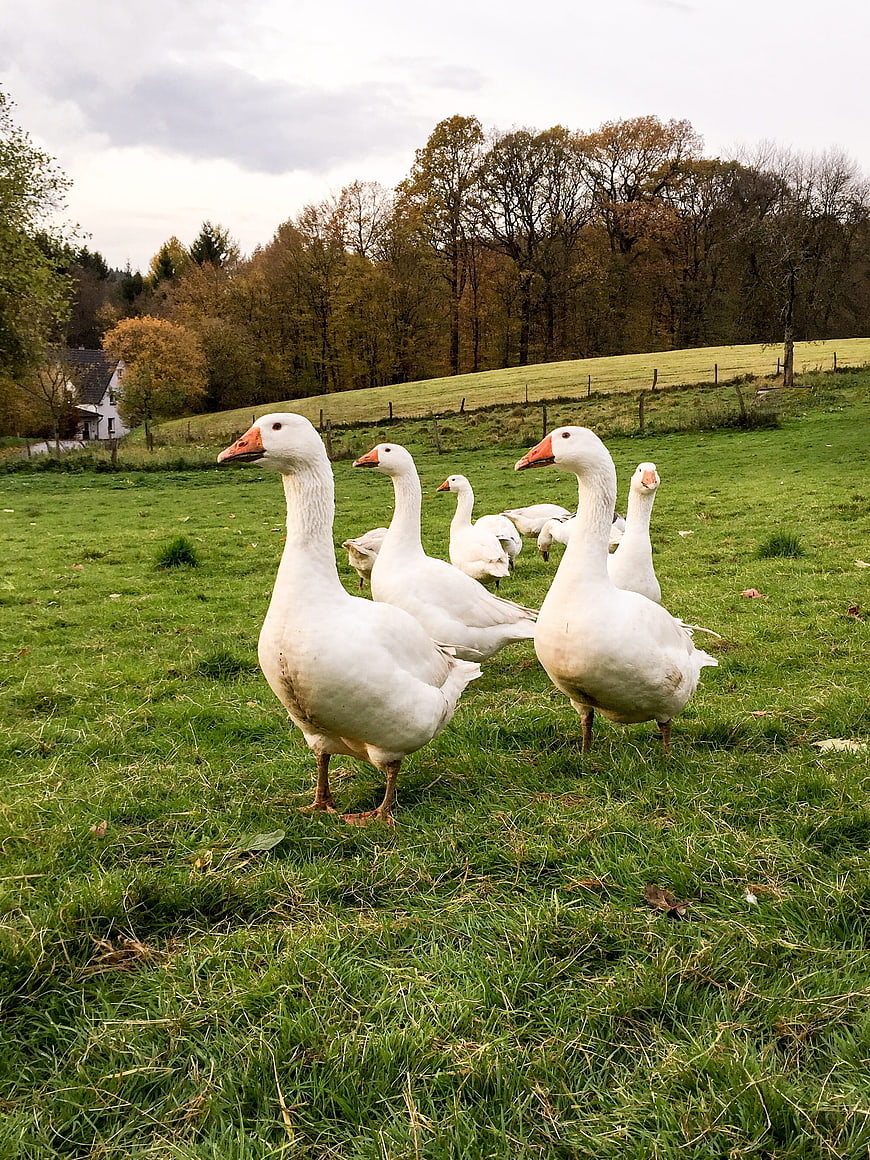 White Geese Walking in Green Pasture with Autumn Trees