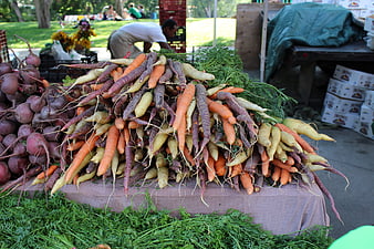 Colorful Heirloom Carrots and Beets at Farmers Market