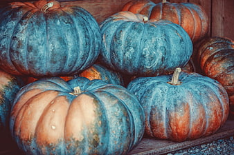 Blue and Orange Heirloom Pumpkins in Wooden Crate