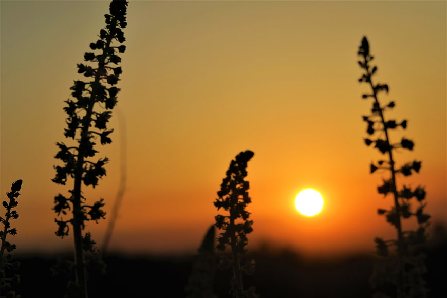 Silhouette of Tall Plants Against Golden Sunset Sky
