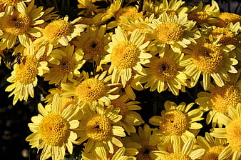 Vibrant yellow chrysanthemums with a bee in sunlight