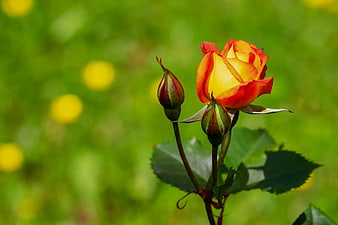 Vibrant Orange and Yellow Rose Bloom with Buds