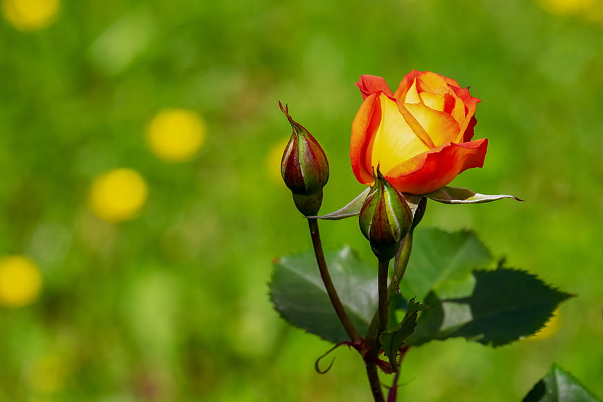 Vibrant Orange and Yellow Rose Bloom with Buds