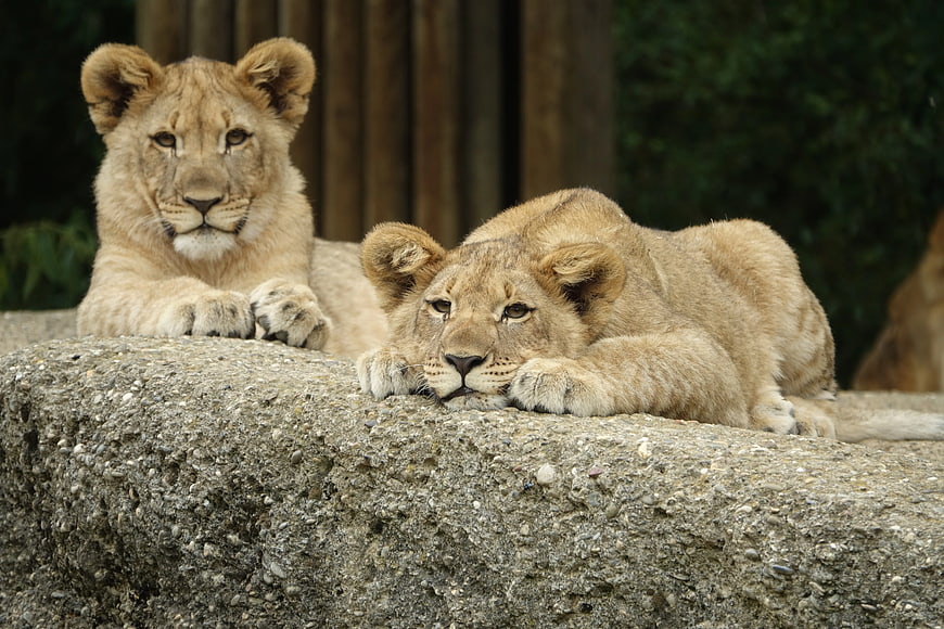 Two Adorable Lion Cubs Resting on a Rock