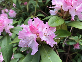 Close-up of Pink Rhododendron Flowers with Raindrops