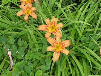 Orange Daylilies Blooming in Green Garden Foliage