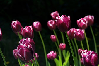 Vibrant purple tulips blooming in a sunlit garden field