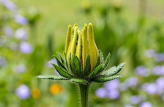 Close-up of a fuzzy yellow flower bud in a green meadow