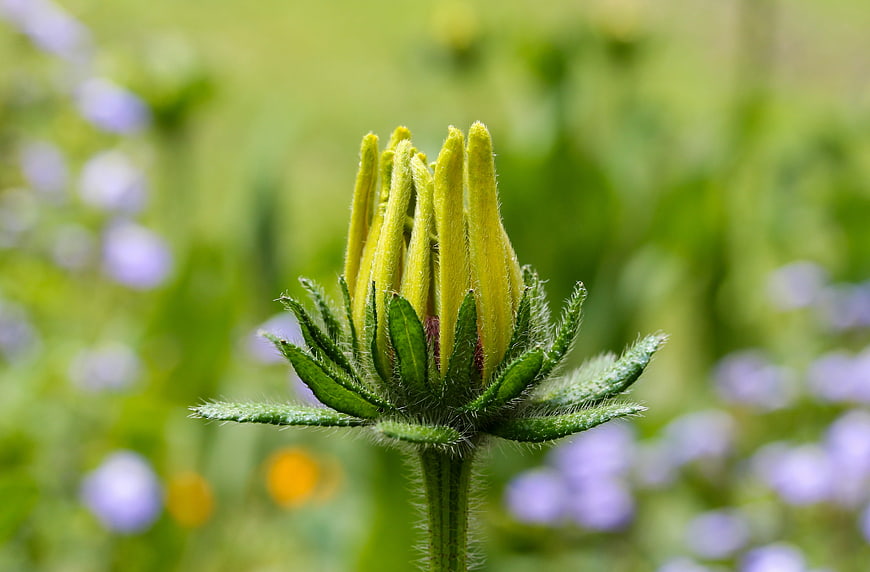 Close-up of a fuzzy yellow flower bud in a green meadow