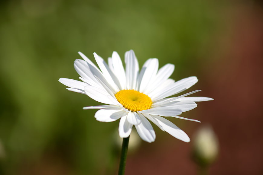 Close-up of a white daisy with yellow center on blurred green background