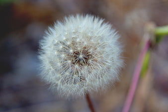 Close-up of a fluffy white dandelion seed head