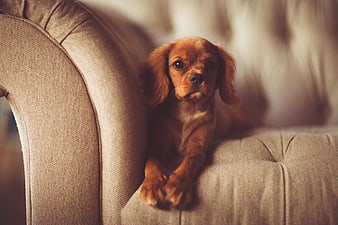 Cute brown puppy resting on beige sofa