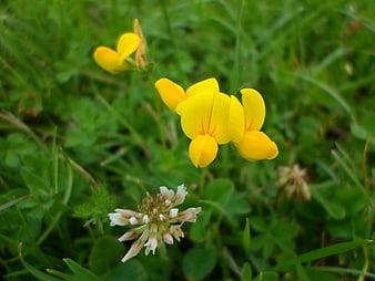 Yellow Bird's-foot Trefoil and White Clover in Green Grass