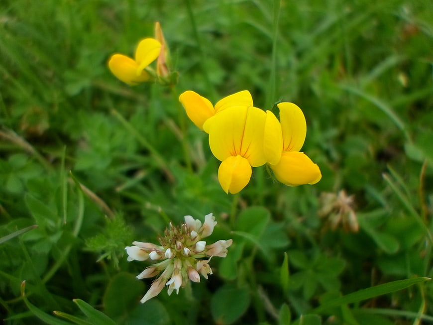 Yellow Bird's-foot Trefoil and White Clover in Green Grass