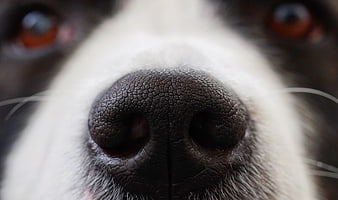 Extreme Macro Close-Up of a Dog's Nose and Eyes
