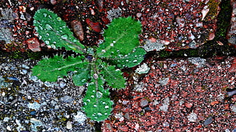 Green weed sprouting from red brick with water droplets