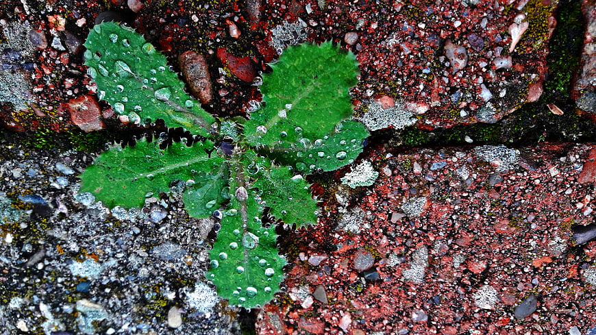 Green weed sprouting from red brick with water droplets
