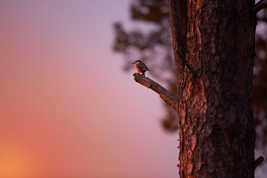 Small bird perched on tree branch against pink sunset sky
