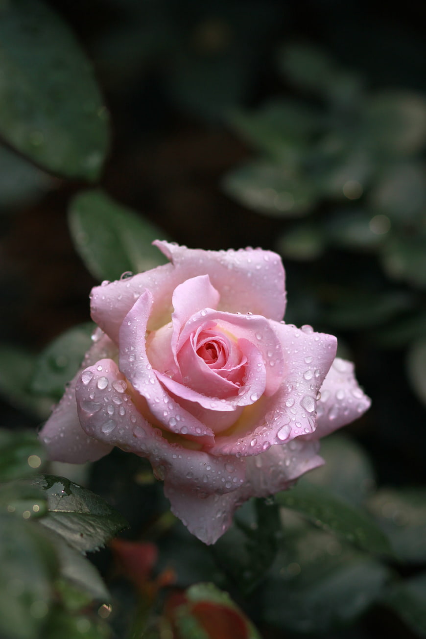 Pink Rose Bud With Water Droplets On Dark Green Background