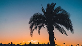 Silhouette of Palm Tree Against Orange Sunset Sky
