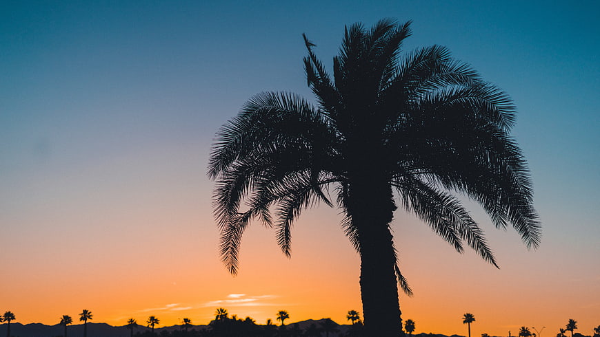 Silhouette of Palm Tree Against Orange Sunset Sky
