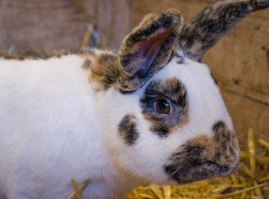 Close-up of a cute calico rabbit in hay