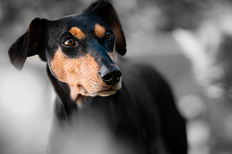 Close-up portrait of a black and tan dog with selective color