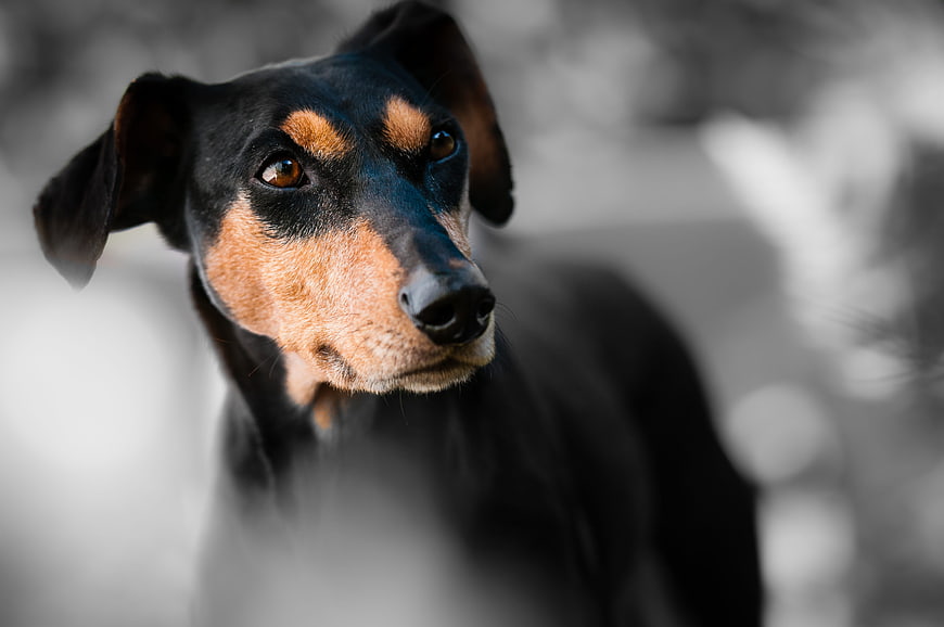 Close-up portrait of a black and tan dog with selective color