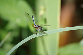 Blue Dragonfly Perched on Green Grass Blade