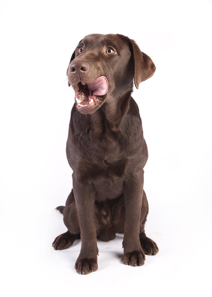 Chocolate Labrador Retriever Sitting on White Background