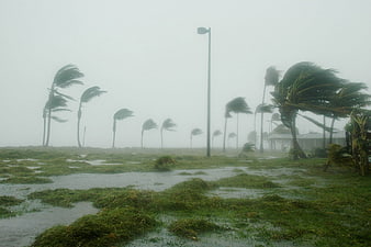Palm trees bending in hurricane wind and heavy rain