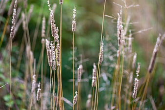 Tall Wild Grass Stalks in Natural Meadow