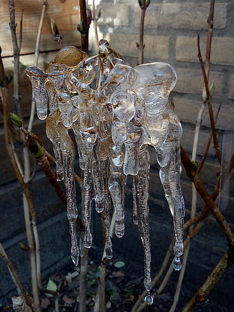 Close-up of icicles on budding branches in winter sunlight