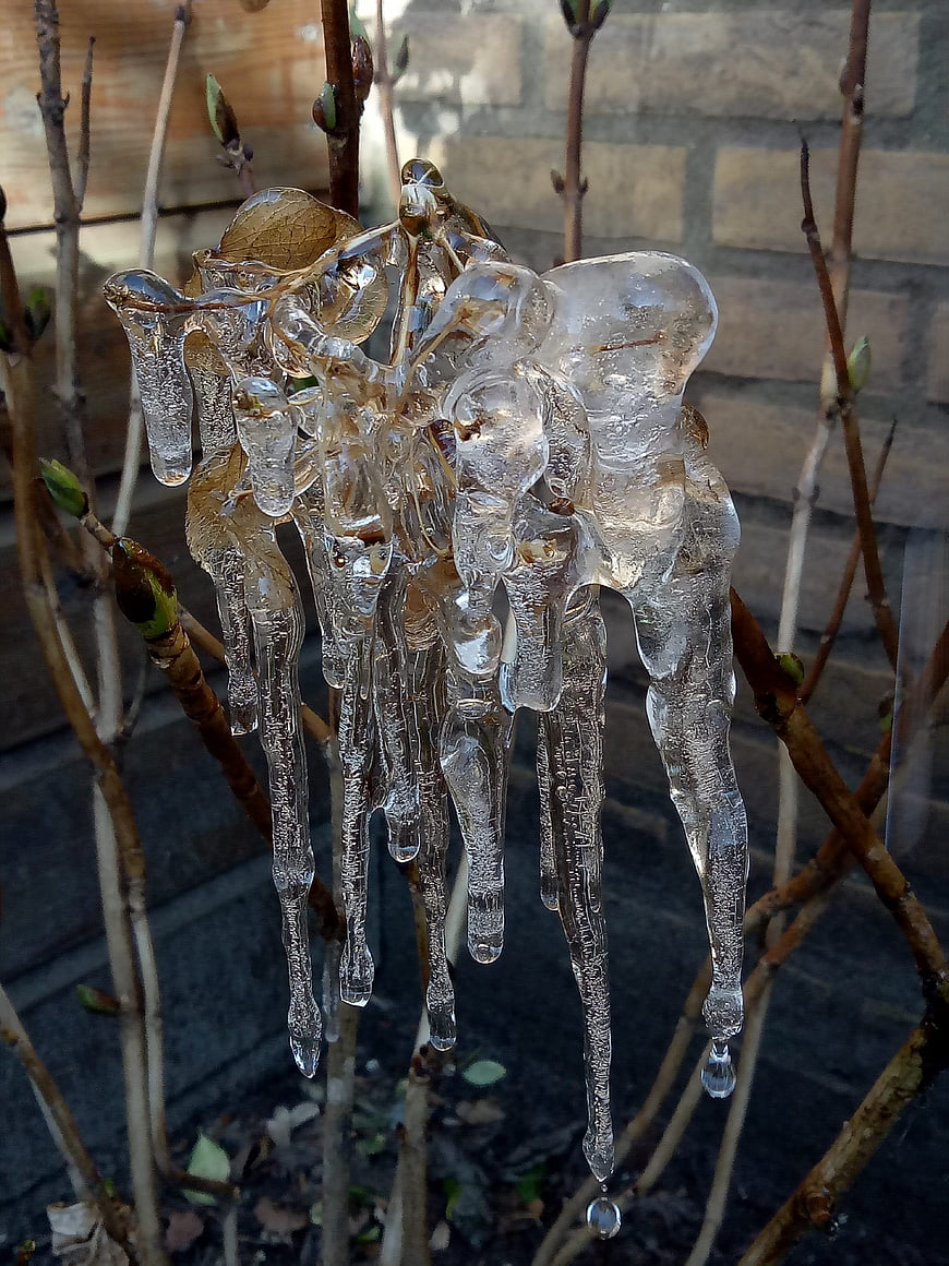 Close-up of icicles on budding branches in winter sunlight
