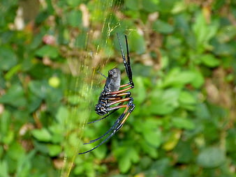 Close-up of a Black and Yellow Garden Spider on Web