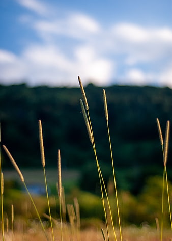 Tall grass stalks against blurred forest and blue sky