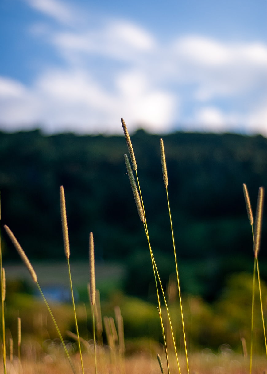 Tall grass stalks against blurred forest and blue sky