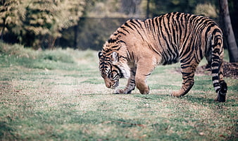 Majestic tiger walking on grass in natural habitat