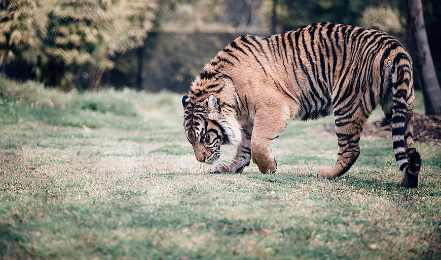 Majestic tiger walking on grass in natural habitat