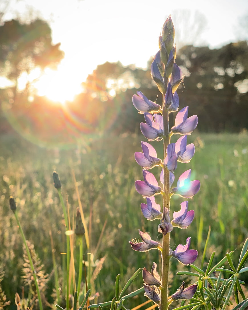 Purple Lupine Flower Backlit by Golden Hour Sunlight