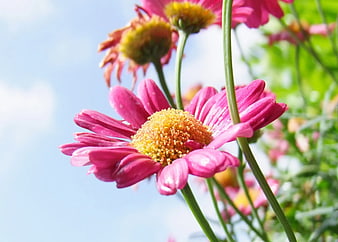Close-up of vibrant pink daisy flower against blue sky
