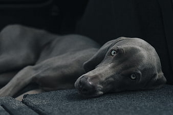 Sad Weimaraner Dog Lying in Car Interior