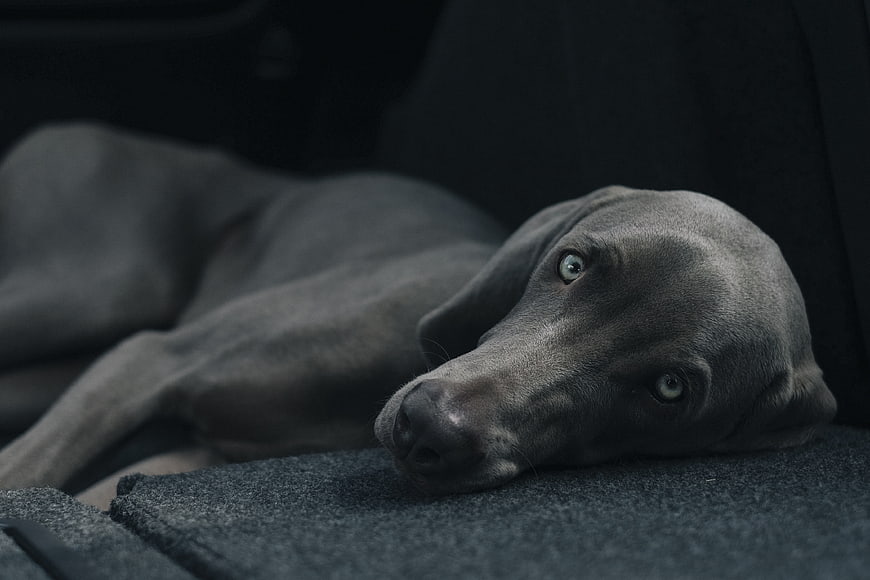 Sad Weimaraner Dog Lying in Car Interior