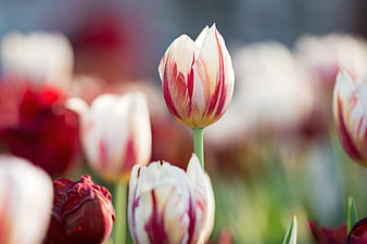 Close-up of white and red striped tulip in spring garden