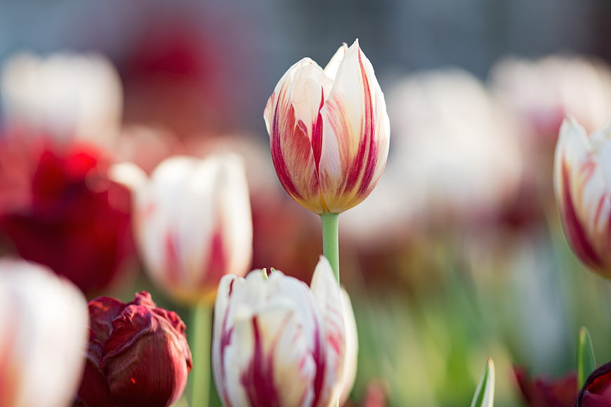 Close-up of white and red striped tulip in spring garden