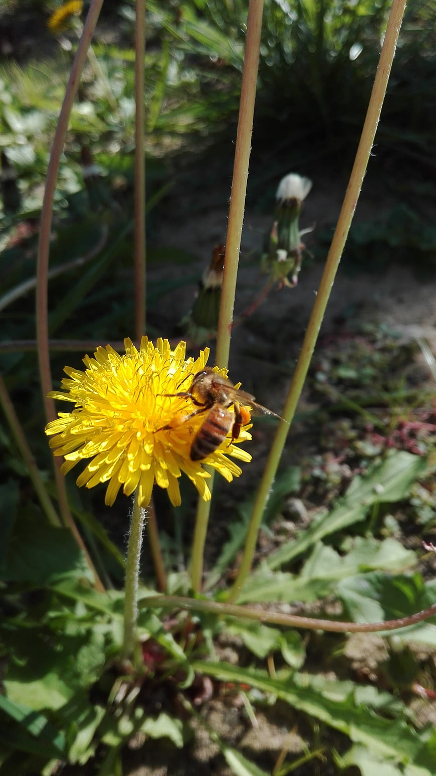Honey Bee Pollinating Yellow Dandelion Flower in Garden