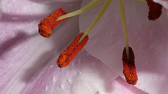 Macro Close-Up of Orange Lily Stamens and Pollen